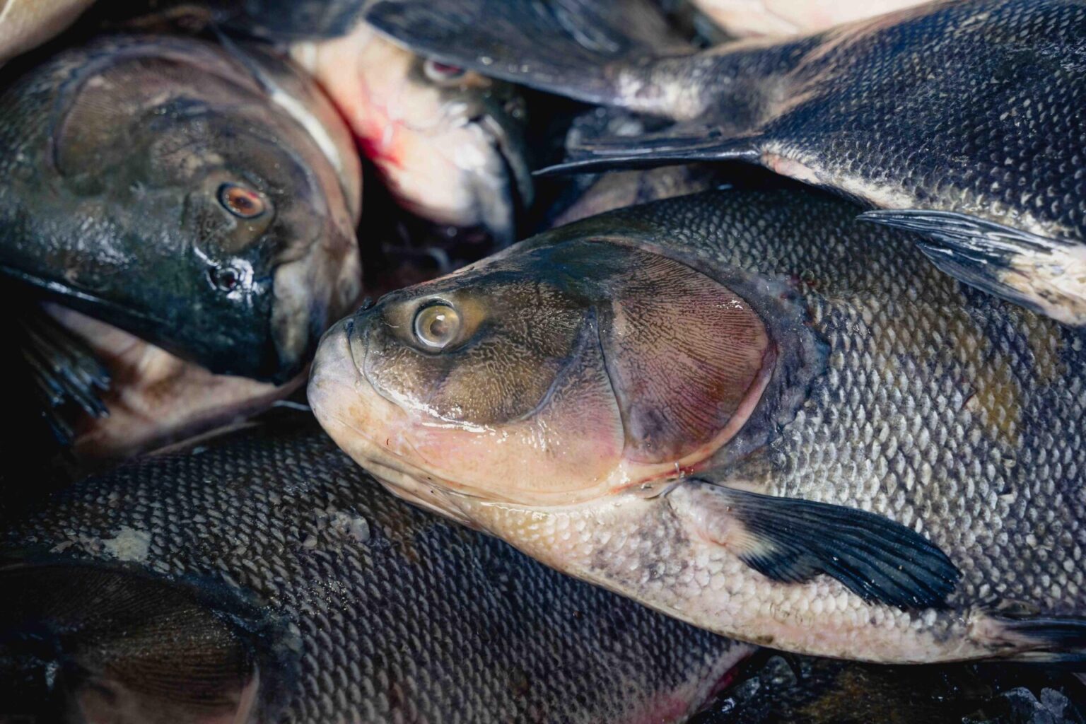 Feira do Tambaqui em Manaus: 9 toneladas de pescado sustentável fortalecem 24 famílias