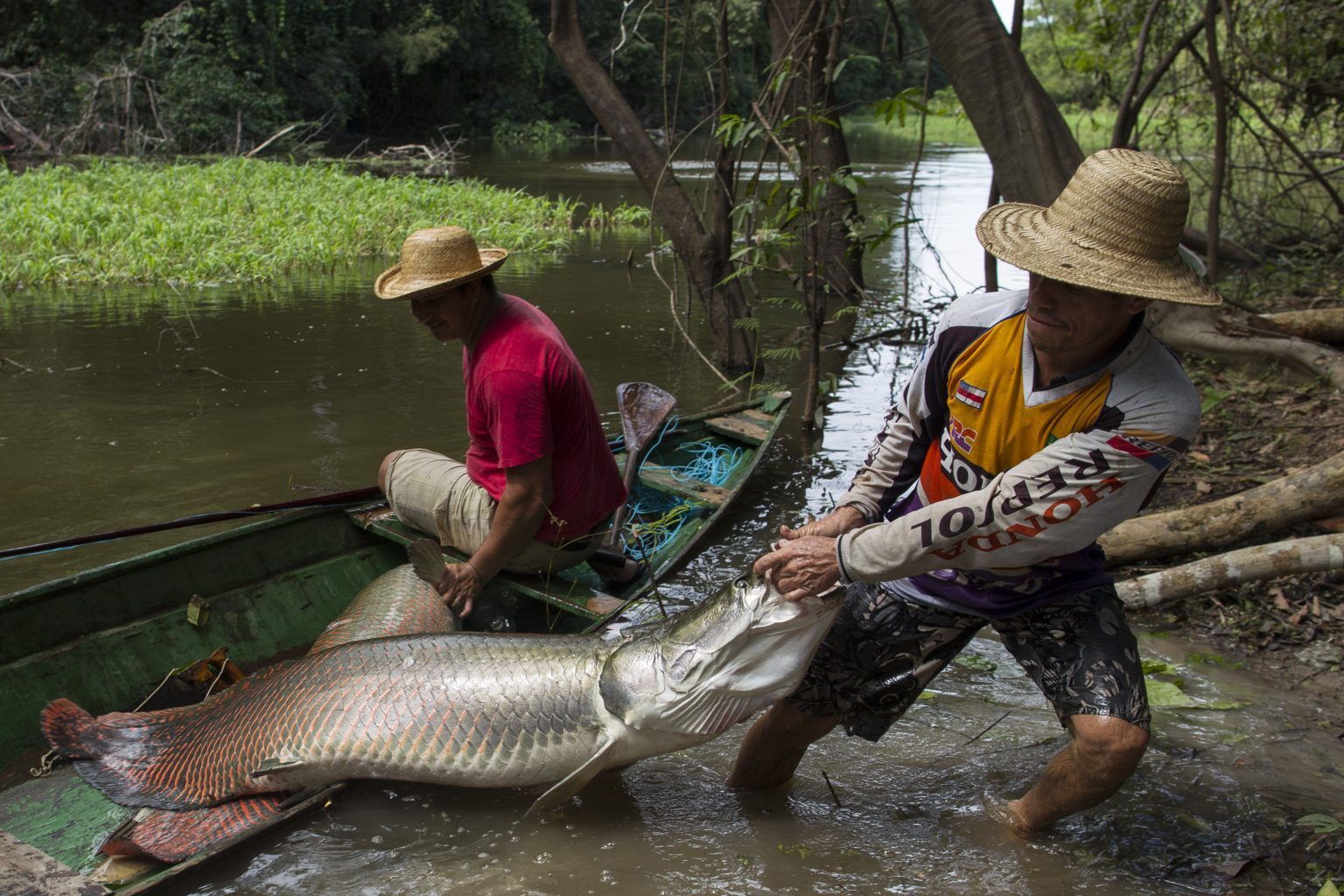 Governo do Amazonas assegura seguro-defeso a 80 mil pescadores com ampliação do prazo para emissão da nova CIN