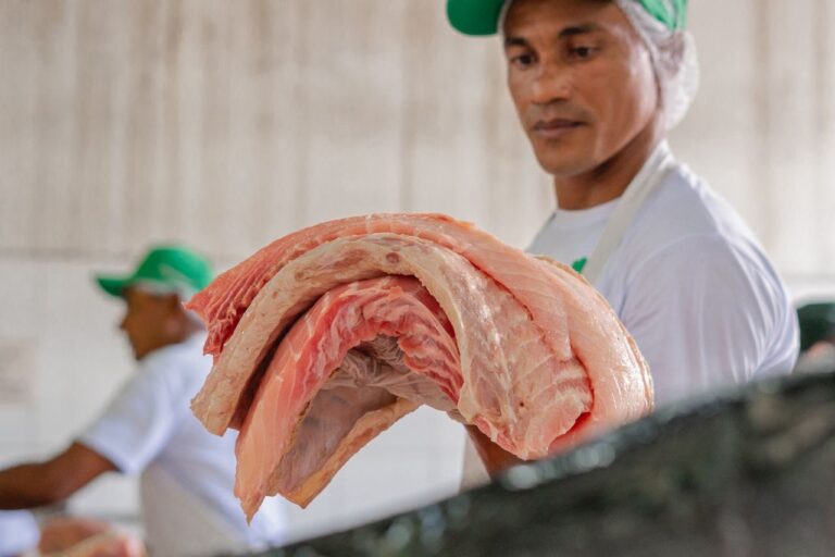 Pirarucu manejado da RDS Mamirauá segue à venda nesta semana em Manaus