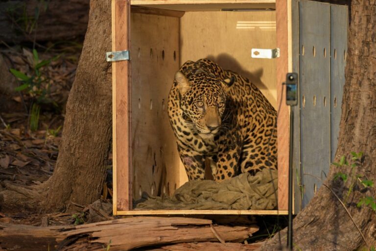 Onça-pintada resgatada no Rio Negro é devolvida à natureza após 40 dias de reabilitação, no Amazonas