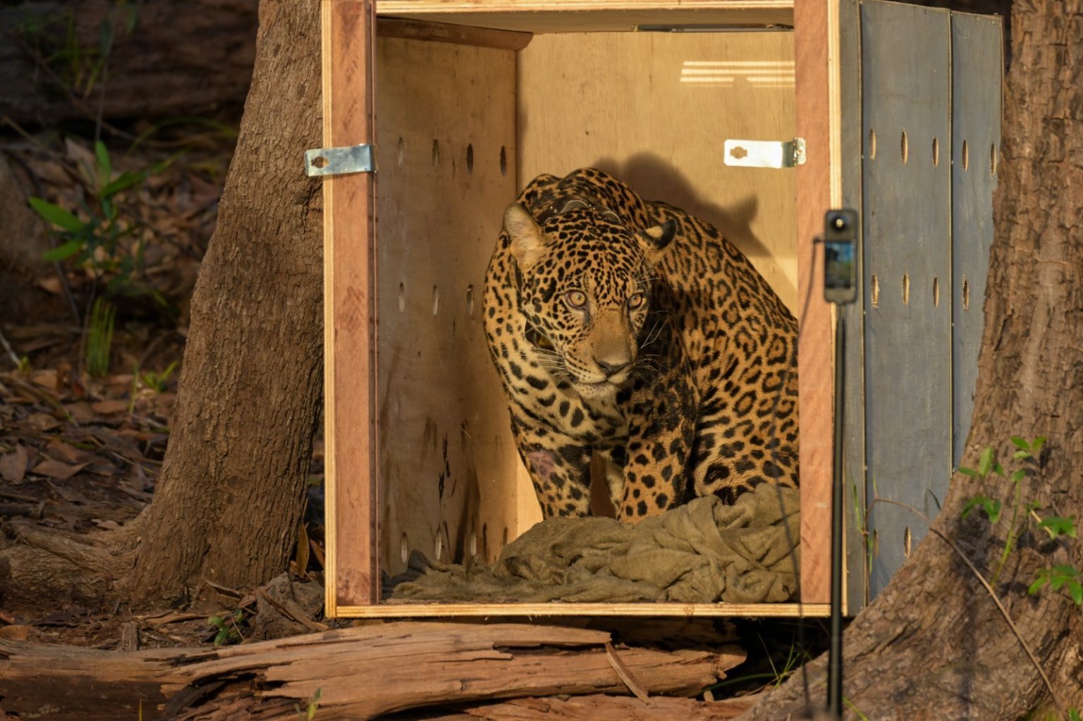 Onça-pintada resgatada no Rio Negro é devolvida à natureza após 40 dias de reabilitação, no Amazonas