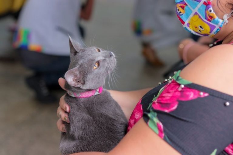Campanha antirrábica já imunizou 125 mil animais em Manaus e segue com vacinação em domicílio e 39 postos fixos