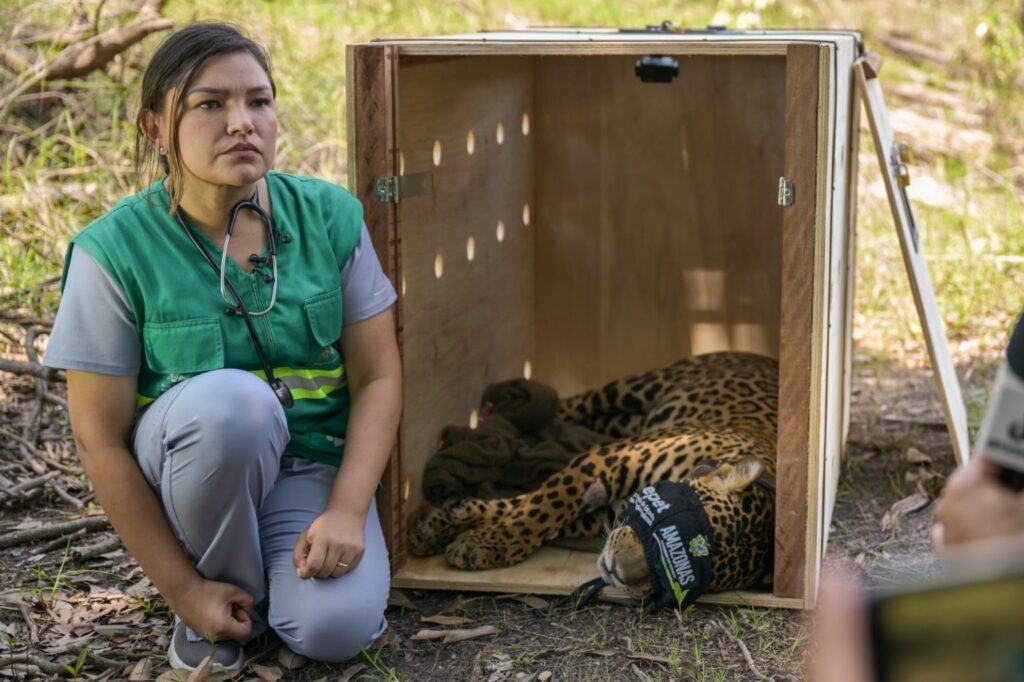 Onça-pintada resgatada no Rio Negro é devolvida à natureza após 40 dias de reabilitação, no Amazonas