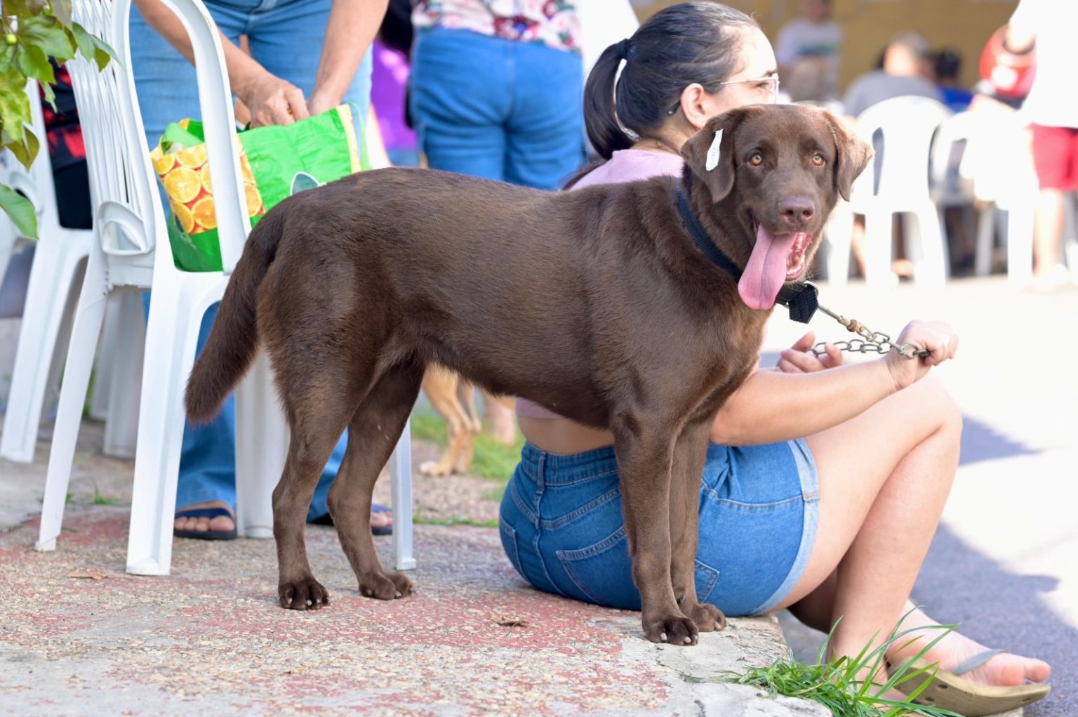 Castramóvel realiza agendamento gratuito para cães e gatos no bairro Educandos, em Manaus